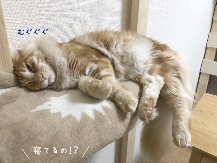 f:id:chikojirou:20180527220902j:plain