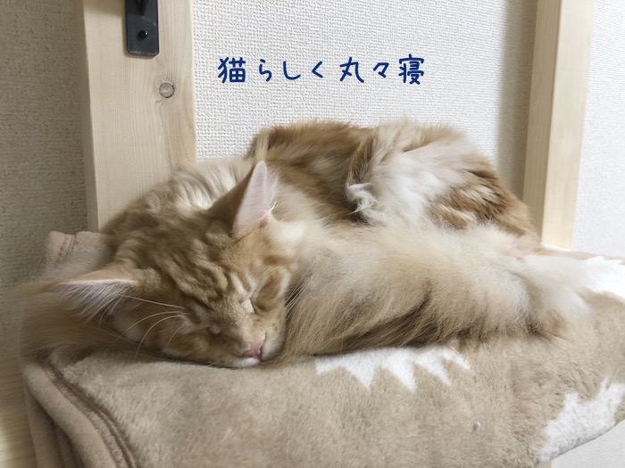 f:id:chikojirou:20180527220927j:plain