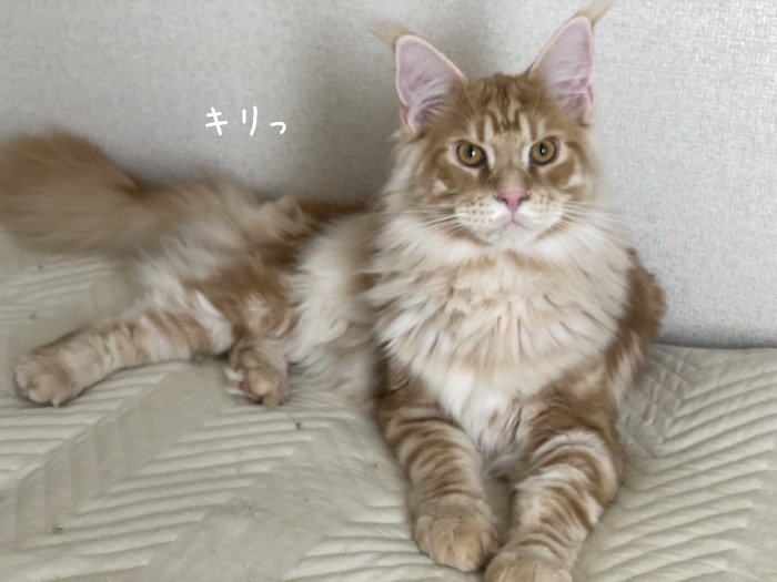 f:id:chikojirou:20180531215821j:plain