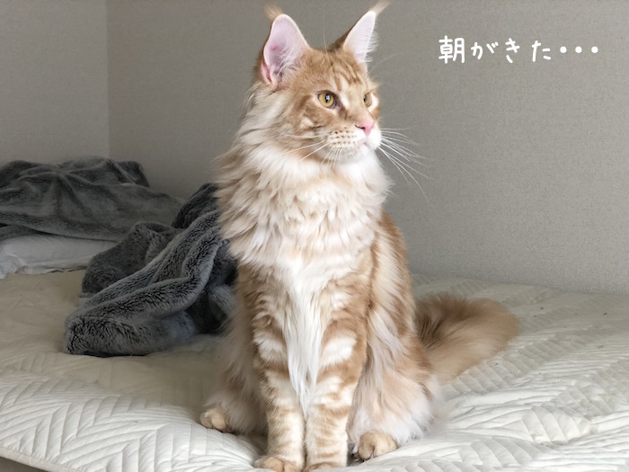 f:id:chikojirou:20180531215856j:plain