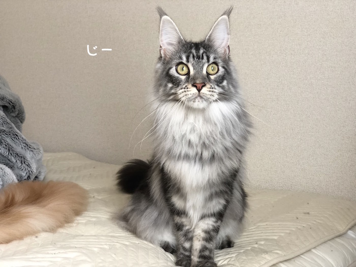 f:id:chikojirou:20180531215933j:plain