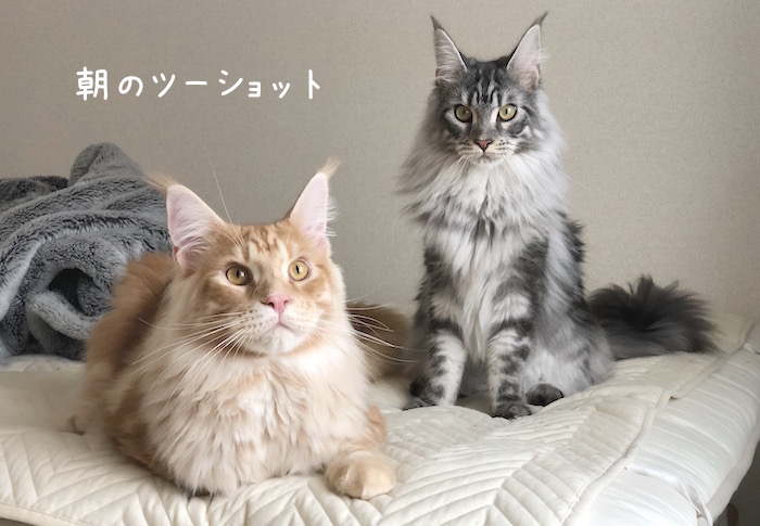 f:id:chikojirou:20180531220005j:plain