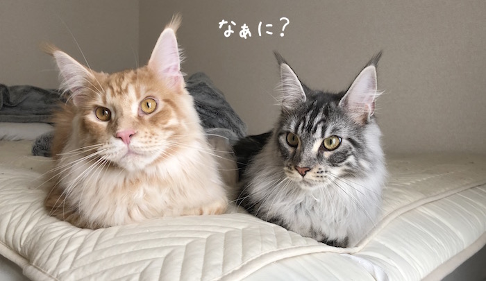 f:id:chikojirou:20180531220101j:plain
