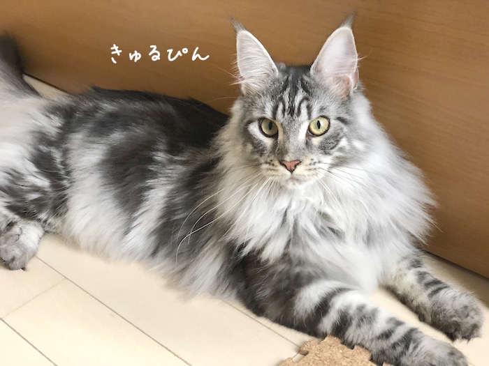 f:id:chikojirou:20180531220146j:plain