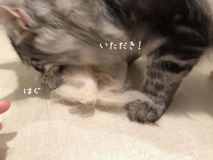 f:id:chikojirou:20180531220310j:plain