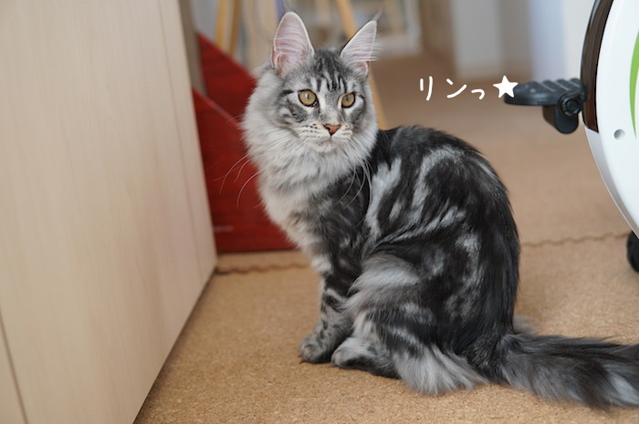 f:id:chikojirou:20180618213508j:plain