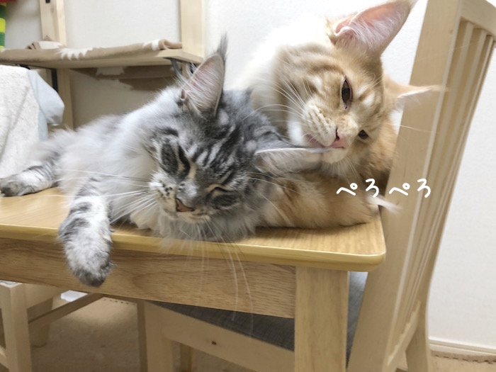 f:id:chikojirou:20180618213732j:plain
