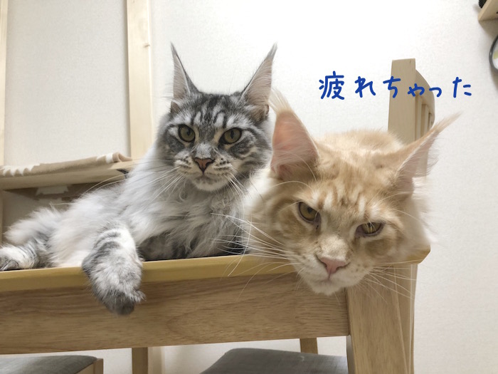 f:id:chikojirou:20180618213746j:plain
