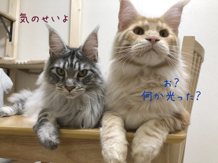 f:id:chikojirou:20180618213800j:plain