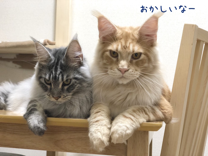 f:id:chikojirou:20180618213815j:plain