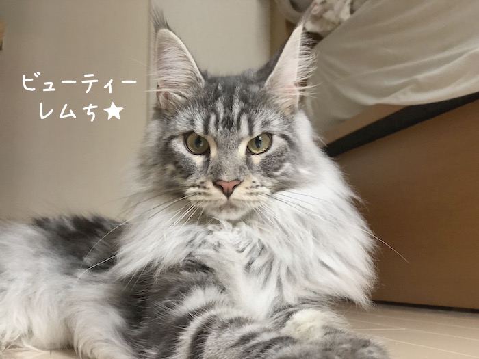 f:id:chikojirou:20180620213343j:plain