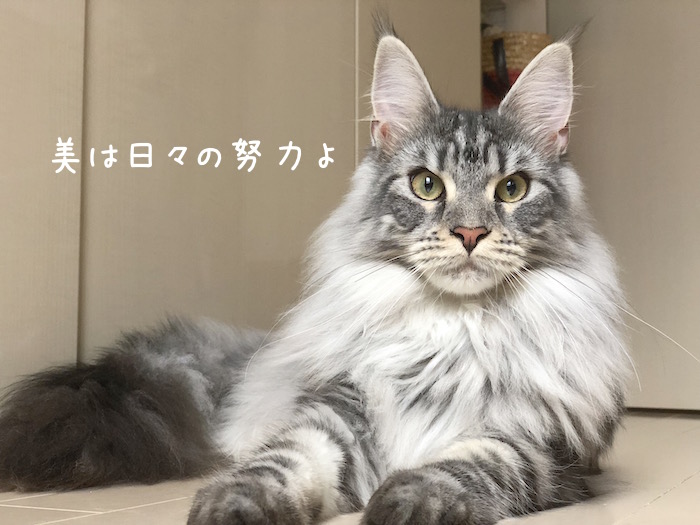 f:id:chikojirou:20180620213431j:plain