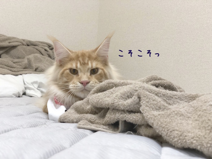 f:id:chikojirou:20180620213446j:plain