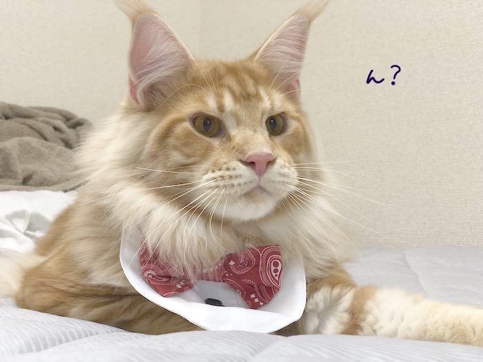 f:id:chikojirou:20180620213513j:plain