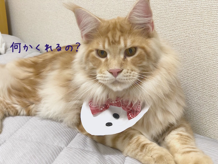 f:id:chikojirou:20180620213528j:plain