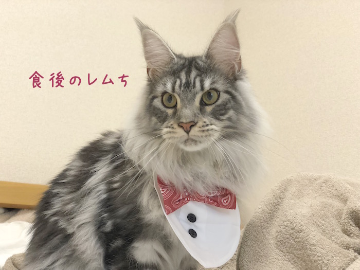 f:id:chikojirou:20180620213552j:plain