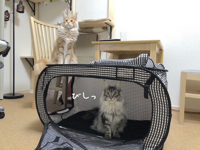 f:id:chikojirou:20180620213657j:plain