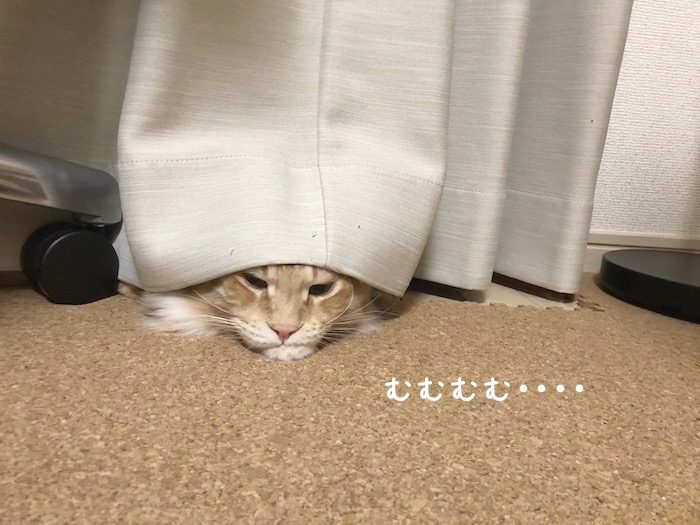 f:id:chikojirou:20180620213844j:plain