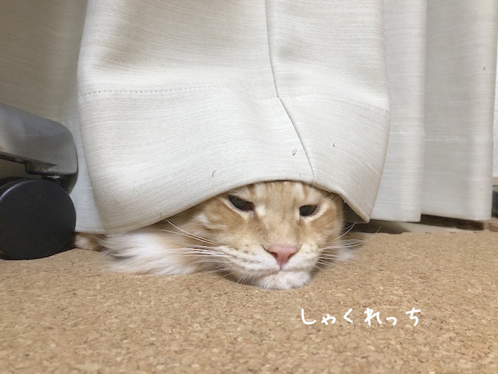 f:id:chikojirou:20180620213901j:plain
