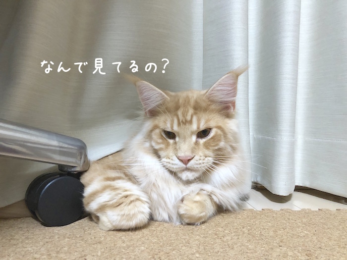 f:id:chikojirou:20180620213916j:plain
