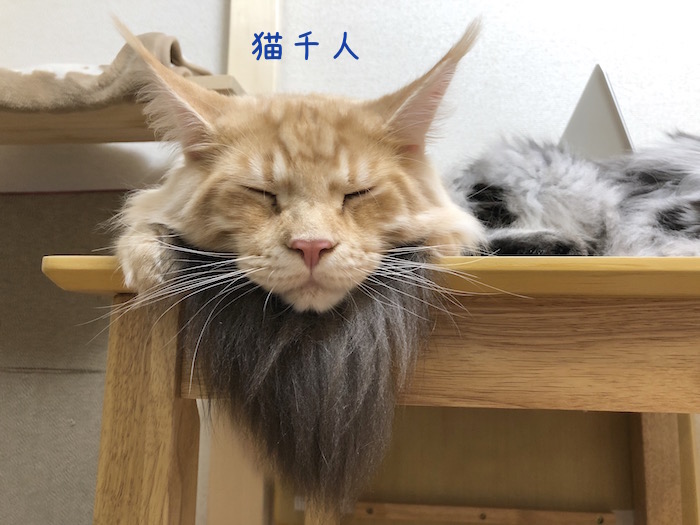 猫仙人と通りすがりのライオンにビビるレムち メインクーンのオリーとレムち