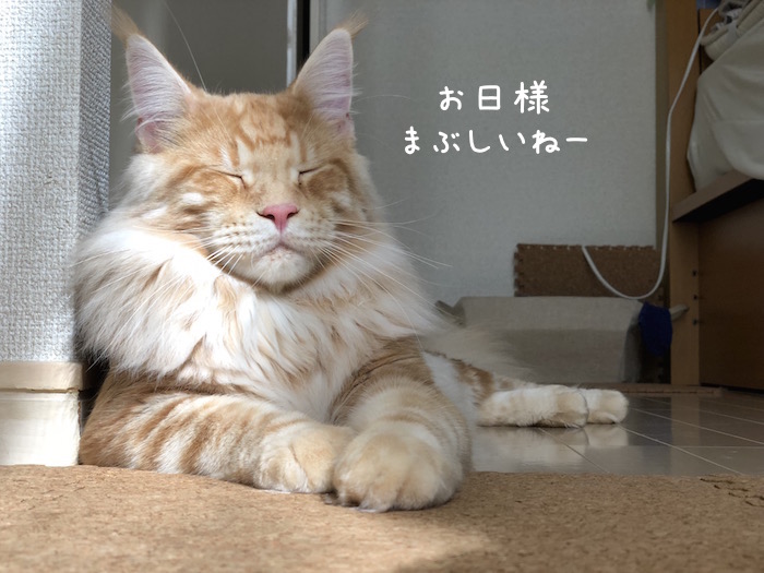 f:id:chikojirou:20180622221237j:plain f:id:chikojirou:20180622221237j:plain