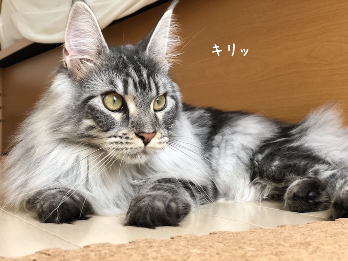 f:id:chikojirou:20180622221437j:plain f:id:chikojirou:20180622221437j:plain