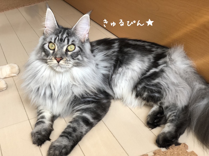 f:id:chikojirou:20180622221506j:plain f:id:chikojirou:20180622221506j:plain
