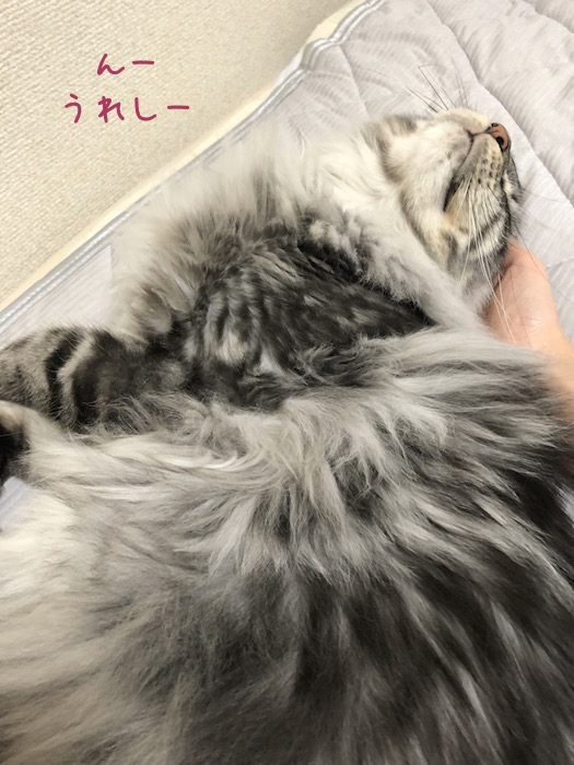 f:id:chikojirou:20180622221636j:plain f:id:chikojirou:20180622221636j:plain
