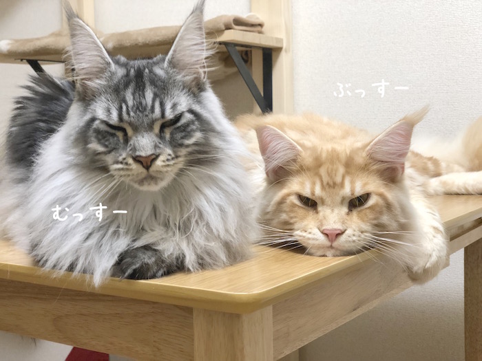 f:id:chikojirou:20180625220339j:plain