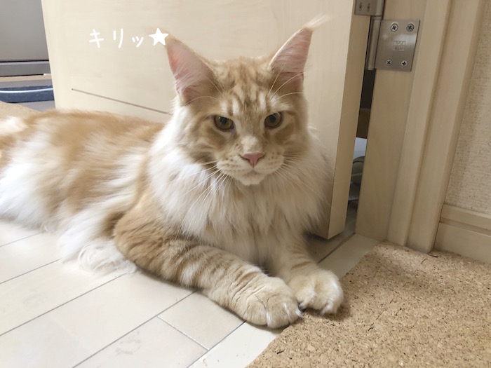 f:id:chikojirou:20180625220547j:plain