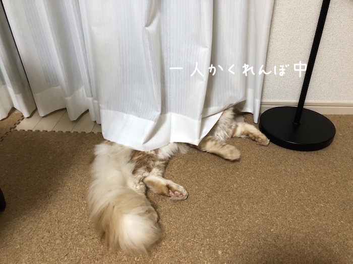 f:id:chikojirou:20180625220603j:plain