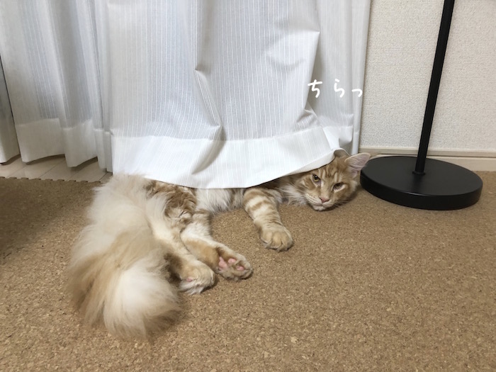 f:id:chikojirou:20180625220618j:plain