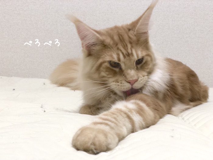 f:id:chikojirou:20180625220658j:plain