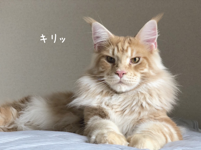 f:id:chikojirou:20180701205716j:plain
