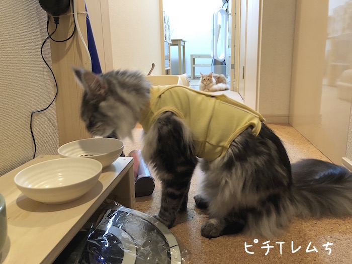 f:id:chikojirou:20180701205932j:plain