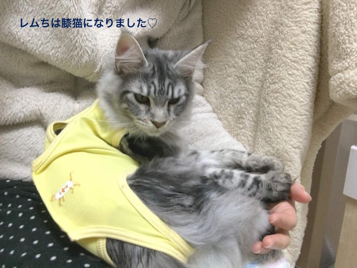 f:id:chikojirou:20180701210209j:plain