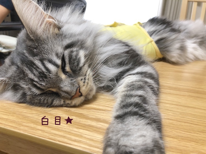 f:id:chikojirou:20180701210305j:plain