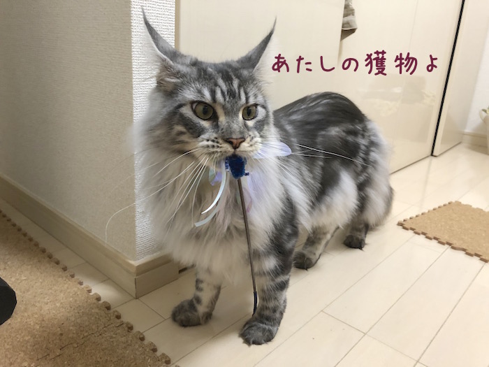f:id:chikojirou:20180701210357j:plain