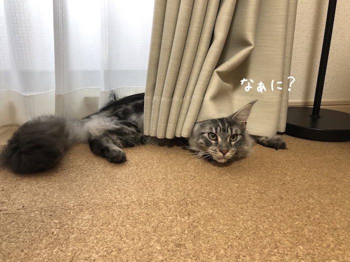 f:id:chikojirou:20180701210646j:plain