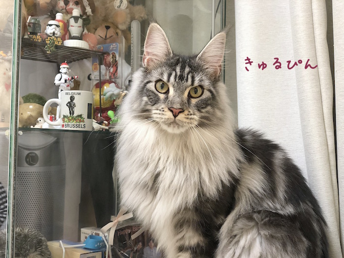 f:id:chikojirou:20180702215541j:plain