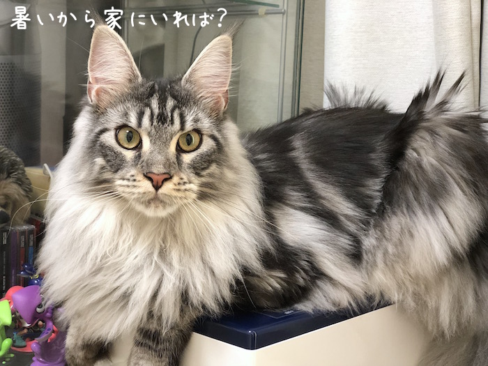 f:id:chikojirou:20180702215552j:plain