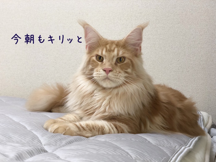 f:id:chikojirou:20180702215609j:plain