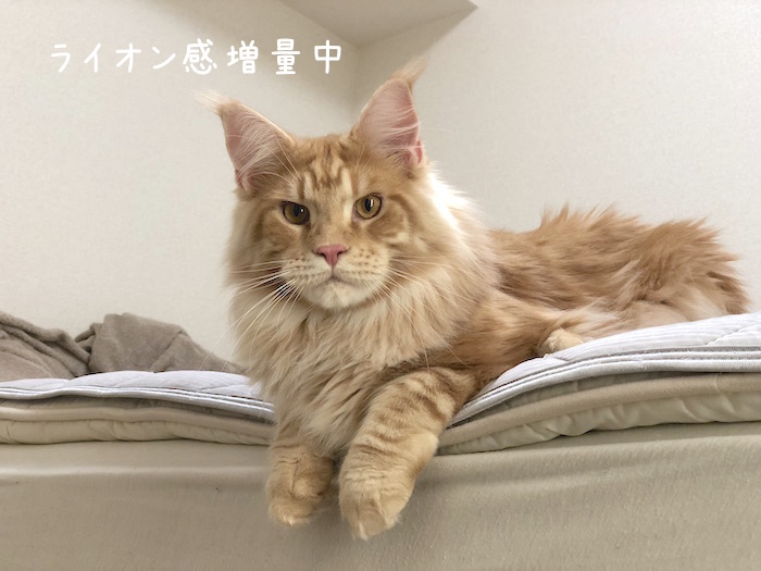 f:id:chikojirou:20180702215623j:plain