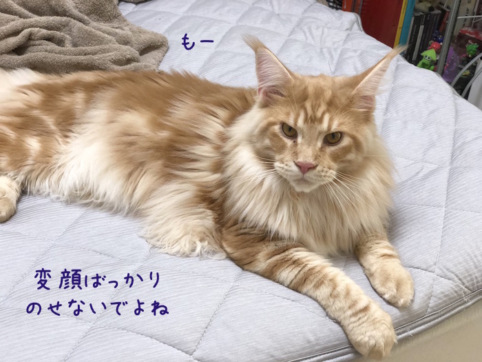 f:id:chikojirou:20180704220220j:plain