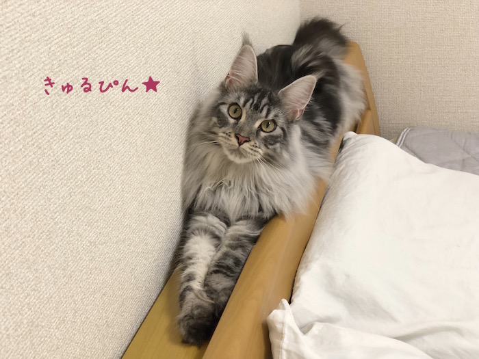 f:id:chikojirou:20180704220235j:plain