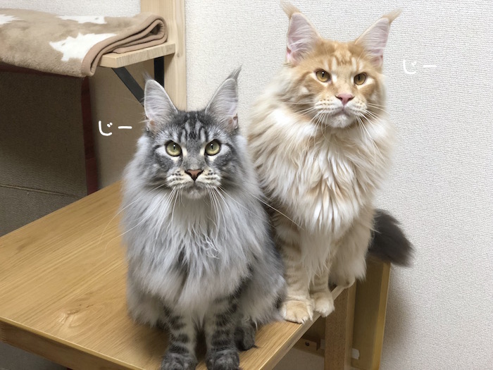 f:id:chikojirou:20180704220248j:plain