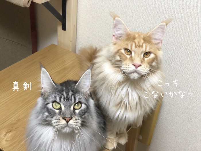 f:id:chikojirou:20180704220306j:plain