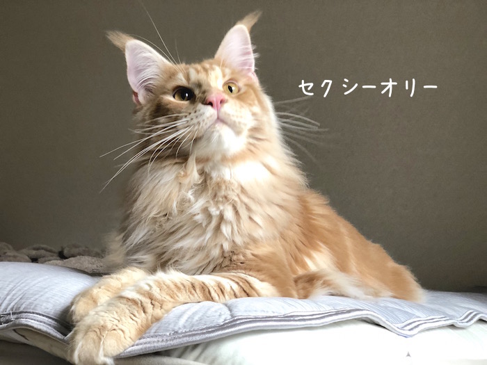 f:id:chikojirou:20180704220341j:plain