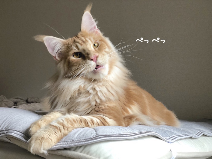 f:id:chikojirou:20180704220355j:plain